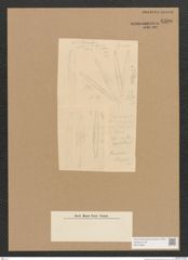 Diatomeae indet. Zeichnungen Sammlung Grunow Nr. 4590 (NHMW-BOT-W0372606)